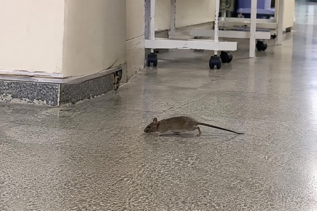 Caos na saúde de Pernambuco: hospital sofre com infestação de ratos.