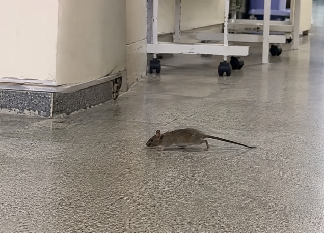 Caos na saúde de Pernambuco: hospital sofre com infestação de ratos.